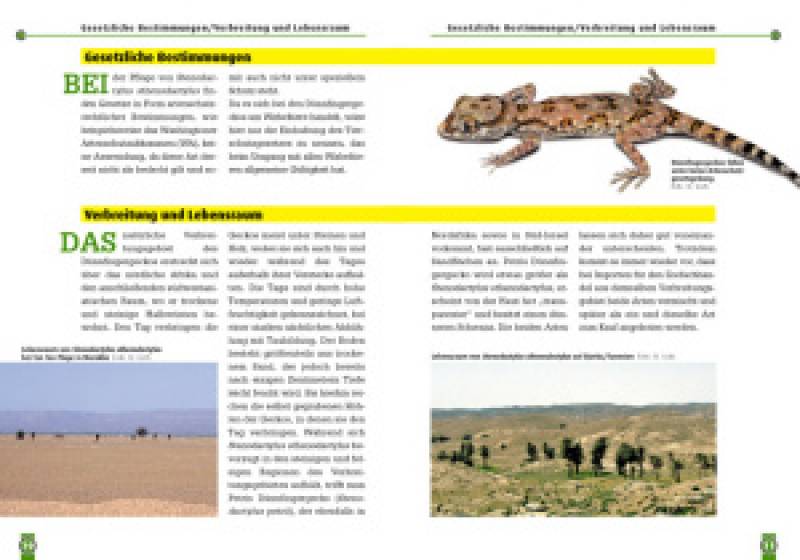 Preview: Der Dünnfingergecko